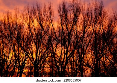 The pink and orange glowing evening sky shines through the treetops and branches of a leafless winter forest