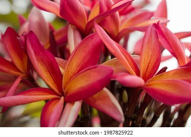 Pink And Orange Plumeria Rubra Flowers