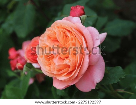 Pink, orange and red color Hybrid Tea Rose Mary Ann flowers in a garden in July 2022