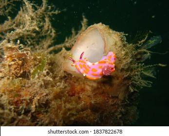 Pink Orange Red And White Nudibranch On Reef NSW Australia