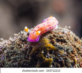 Pink And Orange Slug Nudibranch