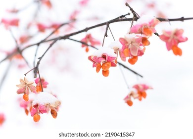 Pink Orange Spindle Tree Seed Pods With First Snow