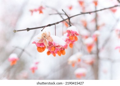 Pink Orange Spindle Tree Seed Pods With First Snow