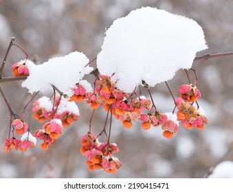 Pink Orange Spindle Tree Seed Pods With First Snow