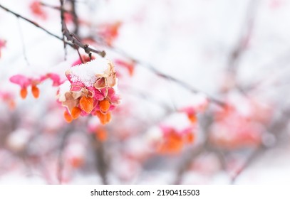 Pink Orange Spindle Tree Seed Pods With First Snow