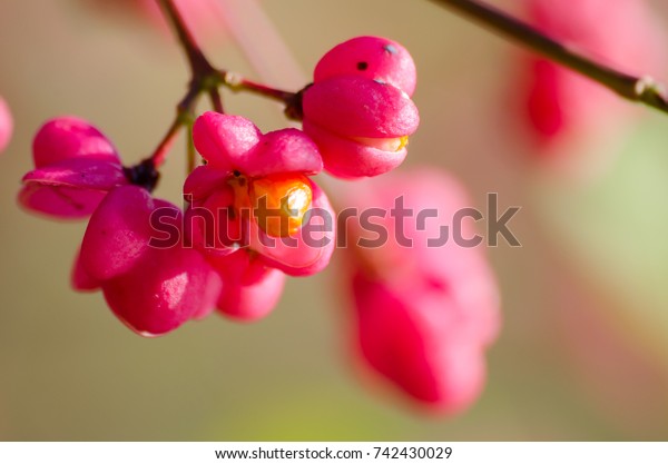 Pink and orange wild\
spindle fruit