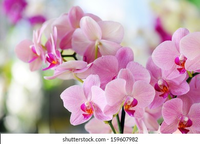 Pink Orchid