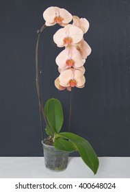 pink orchid