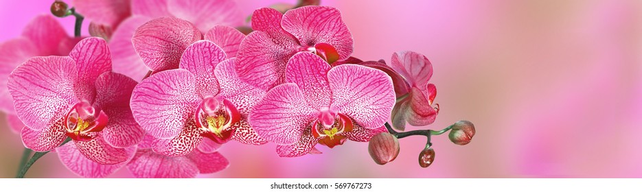 Pink Orchid