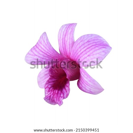 Pink Orchid or Dendrobium orchid flower isolated on white background with clipping path, The side of pink-purple orchid flower.  