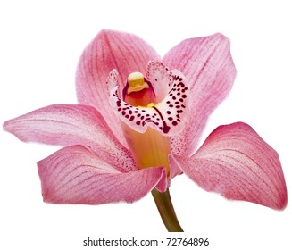 pink Orchid flower close up isolated on white background