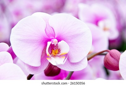 Pink Orchid Flower Field Stock Photo 26150356 