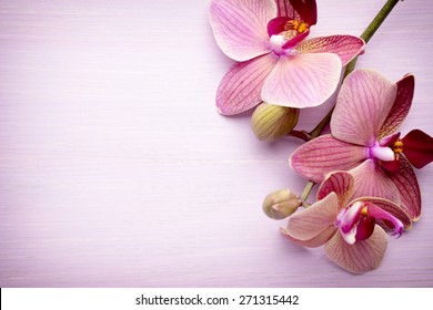 Pink Orchid Flower. Greeting Background.