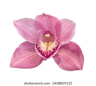 Pink Orchid flower head close up isolated on white background. Close-up of beautiful pink Cymbidium Orchid flower on white background. - Powered by Shutterstock