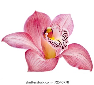  Pink Orchid Flower Head Close Up Isolated On White Background