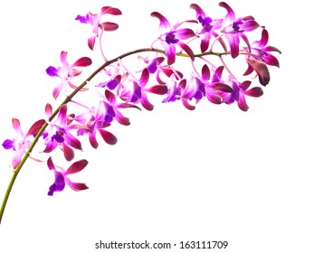 Pink Orchid Flower, Isolated On White  Background