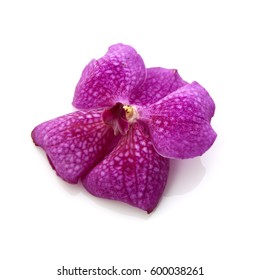 Pink Orchid Flower Isolated On White Background