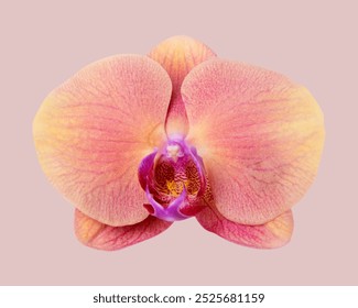 Pink orchid flower, macro photo. Beautiful Pink orchid blooming flower isolated photo, minimal background. Isolated beautiful Pink orchid flower bloom, beautiful Pink orchid flower photo - Powered by Shutterstock