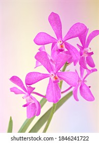 Pink orchid flower vanda Mokara Bulk Calypso Fucshia Cleveland flowers plants ,pink Jaguar mokara Orchids hybrids ,Orchidaceae ,Typically isolated on pastel colour for pretty background or wallpaper 