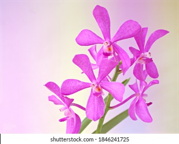 Pink orchid flower vanda Mokara Bulk Calypso Fucshia Cleveland flowers plants ,pink Jaguar mokara Orchids hybrids ,Orchidaceae ,Typically isolated on pastel colour for pretty background or wallpaper 