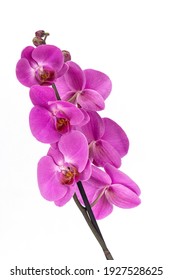 Pink orchid flowers at green branch with blossom and leaf buds photo at smooth white background.