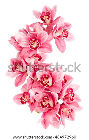 Pink orchid flowers isolated on white background
