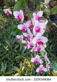 pink orchid in garden - Shutterstock ID 1059344084