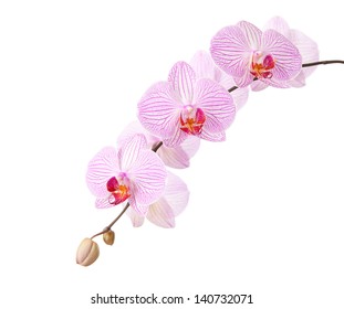 Pink Orchid Isolated On White