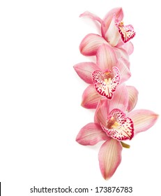 pink orchid  isolated on  white