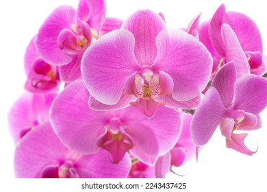 Pink orchid isolated on white background     - Shutterstock ID 2243437425