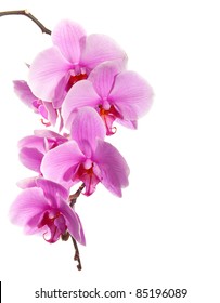 2,002 Orchid Vein Images, Stock Photos & Vectors | Shutterstock