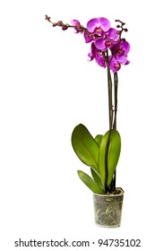 Pink orchid isolated on a white background.