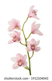 Pink orchid. Lovely tropical flower isolated on white. Save path.
