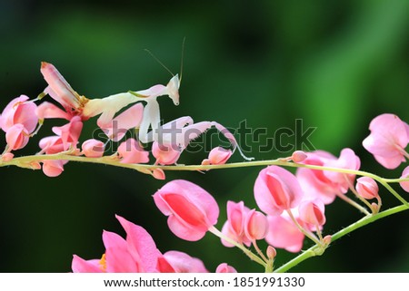 Pink orchid mantis or Walking flower mantis (Hymenopus coronatus) ,is a beautiful pink and white mantis with lobes on its legs that look like flower petals.