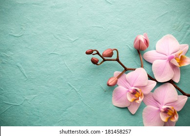 Pink orchid on a wooden background.