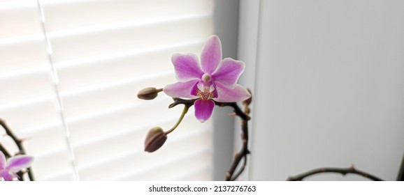 pink orchid phalaenopsis equestris, beautiful orchid in the interior