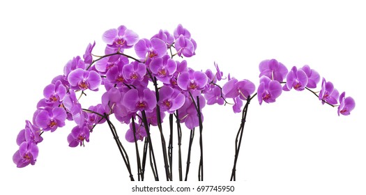 The pink  orchid phalaenopsis on white background isolated