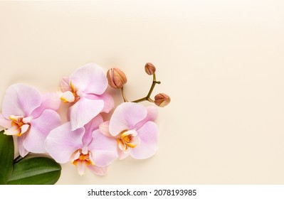 Pink orchid theme objects on pastel background.