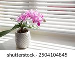 Pink orchid in white flower pot on window sill