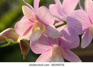 Pink orchids