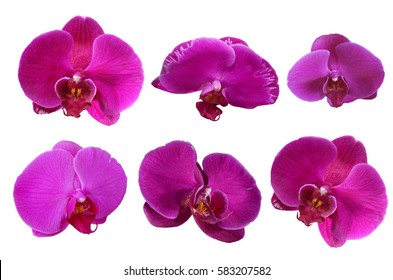 pink orchids flower isolated, die cut with path
