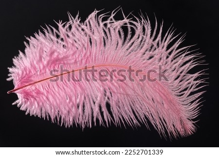 Pink ostrich feather in a contrasting light on a black background