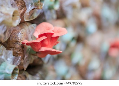 Pink Oyster Mushroom 