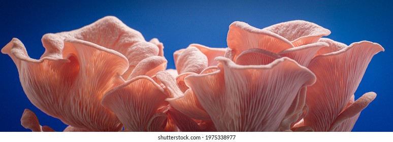 pink oyster mushrooms on blue background