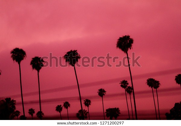 pink palm sunset with power lines dividing\
the composition