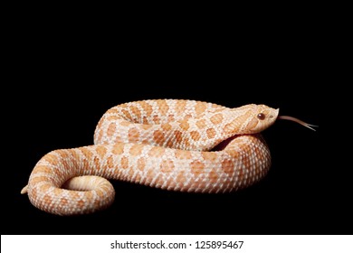 Pink Pastel Albino Western Hognose Snake Stock Photo Edit Now 125895467,Chicken Dressing Casserole With Boiled Eggs