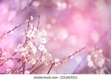 Pink Pastel flower floral soft nature blossom blurred background. Vintage retro romance plum botanical bloom spring season. Blurry Cherry blossom petals plant in beautiful garden. Backdrop template