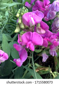 Pink pea flowers. Vivid magenta blossoms of the wild sweet pea on white background .Closeup outdoors