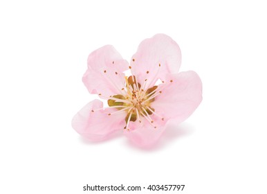 21,262 Blooming Peach Orchards Images, Stock Photos & Vectors ...