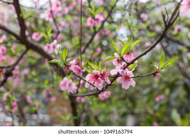 Pink peach blossoms are in full bloom
